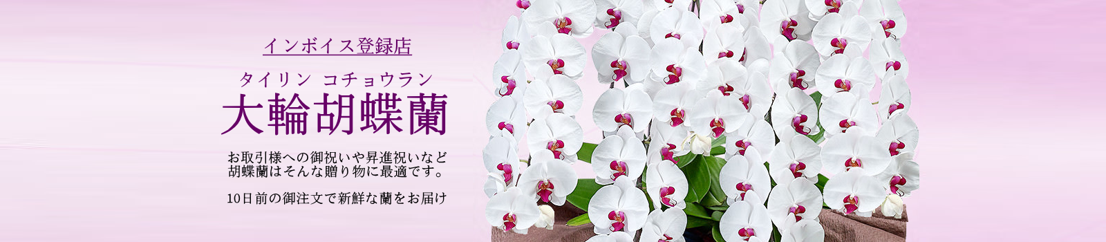 �C���{�C�X�o�^�X